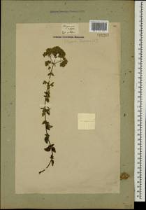 Origanum vulgare L., Caucasus, Georgia (K4) (Georgia)