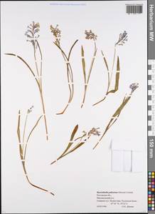 Hyacinthella pallasiana (Steven) Losinsk., Eastern Europe, Rostov Oblast (E12a) (Russia)