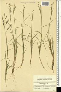 Cleistogenes serotina (L.) Keng, Crimea (KRYM) (Russia)