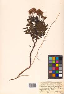 Sorbaria pallasii (G. Don) Pojark., Siberia, Russian Far East (S6) (Russia)