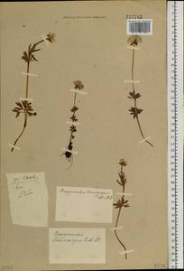 Ranunculus lasiocarpus C. A. Mey., Siberia, Altai & Sayany Mountains (S2) (Russia)