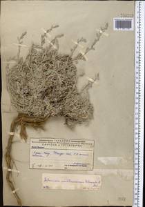 Seriphidium karatavicum (Krasch. & Abolin ex Poljakov) Ling & Y.R. Ling, Middle Asia, Western Tian Shan & Karatau (M3) (Kazakhstan)