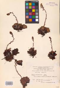 Saxifraga paniculata subsp. paniculata, Eastern Europe, West Ukrainian region (E13) (Ukraine)