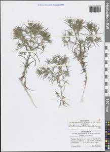 Ceratocarpus arenarius L., Eastern Europe, Middle Volga region (E8) (Russia)
