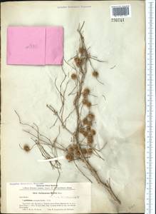 Calligonum murex Bunge, Middle Asia, Caspian Ustyurt & Northern Aralia (M8) (Kazakhstan)