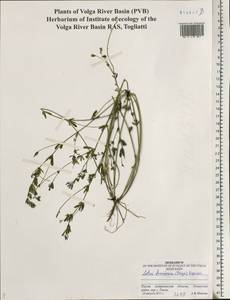 Lotus frondosus (Freyn) Kuprian., Eastern Europe, Lower Volga region (E9) (Russia)