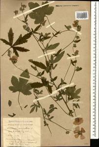 Althaea cannabina L., Caucasus, Black Sea Shore (from Novorossiysk to Adler) (K3) (Russia)