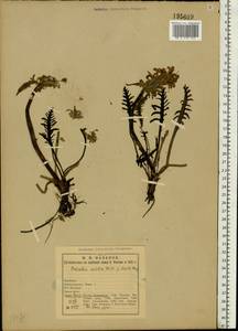 Pedicularis sudetica Willd., Eastern Europe, Northern region (E1) (Russia)