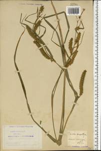 Carex rostrata Stokes, Eastern Europe, Northern region (E1) (Russia)