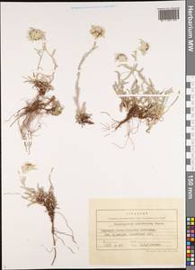 Leontopodium leontopodinum (DC.) Hand.-Mazz., Middle Asia, Northern & Central Tian Shan (M4) (Kyrgyzstan)