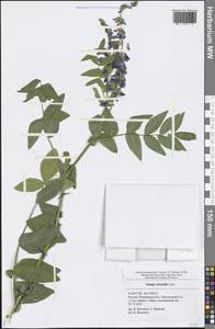 Galega orientalis Lam., Eastern Europe, Middle Volga region (E8) (Russia)