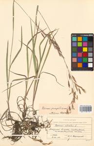 Bromus pumpellianus Scribn., Siberia, Russian Far East (S6) (Russia)