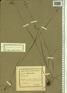 Luzula pallescens Sw., Siberia, Baikal & Transbaikal region (S4) (Russia)