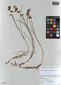 Scheuchzeria palustris L., Siberia, Altai & Sayany Mountains (S2) (Russia)