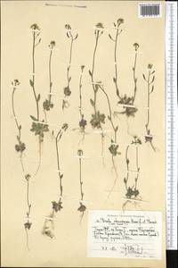 Draba stenocarpa Hook. fil. & Thomson, Middle Asia, Pamir & Pamiro-Alai (M2) (Tajikistan)