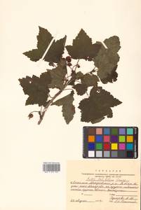 Ribes latifolium Jancz., Siberia, Russian Far East (S6) (Russia)