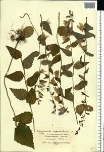 Campanula rapunculoides L., Eastern Europe, West Ukrainian region (E13) (Ukraine)