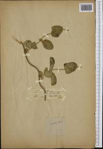 Lonicera periclymenum L., Western Europe (EUR) (Germany)