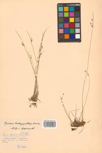 Juncus brachyspathus Maxim., Siberia, Russian Far East (S6) (Russia)