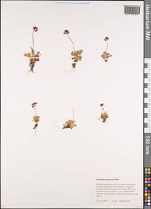 Micranthes davurica (Willd.) Small, Siberia, Chukotka & Kamchatka (S7) (Russia)
