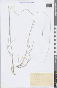 Danthonia decumbens (L.) DC., Eastern Europe, Western region (E3) (Russia)