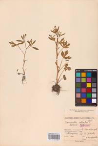 Ranunculus sceleratus L., Eastern Europe, North-Western region (E2) (Russia)