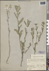 Berteroa incana (L.) DC., Middle Asia, Northern & Central Kazakhstan (M10) (Kazakhstan)