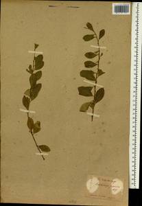 Flueggea suffruticosa (Pall.) Baill., South Asia, South Asia (Asia outside ex-Soviet states and Mongolia) (ASIA) (Japan)
