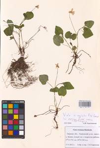 Viola × neglecta F. W. Schmidt, Eastern Europe, North-Western region (E2) (Russia)