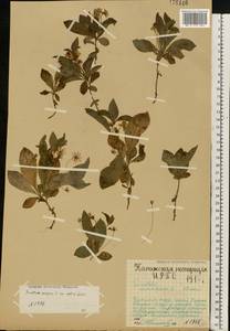 Lysimachia europaea (L.) U. Manns & Anderb., Eastern Europe, Northern region (E1) (Russia)