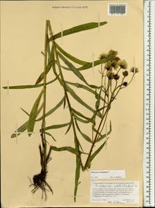 Hieracium umbellatum L., Mongolia (MONG) (Mongolia)