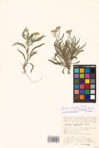 Achillea micrantha × leptophylla, Eastern Europe, Lower Volga region (E9) (Russia)