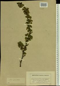 Ribes uva-crispa, Eastern Europe, Moscow region (E4a) (Russia)