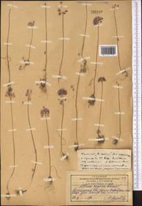 Allium caesium Schrenk, Middle Asia, Pamir & Pamiro-Alai (M2) (Kyrgyzstan)