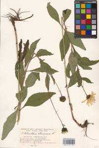 Helianthus strumosus L., Eastern Europe, Moscow region (E4a) (Russia)