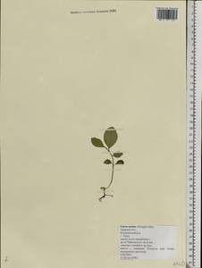 Citrus ×reticulata Blanco, Eastern Europe, North-Western region (E2) (Russia)