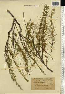 Cuscuta epithymum (L.) L., Eastern Europe, Lower Volga region (E9) (Russia)