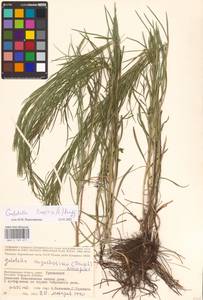 Galatella linosyris (L.) Rchb. fil., Eastern Europe, Lower Volga region (E9) (Russia)
