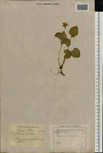 Viola riviniana Rchb., Eastern Europe, Latvia (E2b) (Latvia)