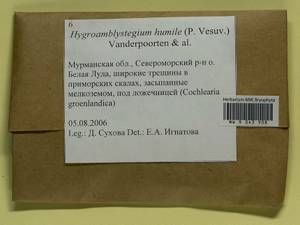 Hygroamblystegium humile (P. Beauv.) Vanderp., Hedenäs & Goffinet, Bryophytes, Bryophytes - Karelia, Leningrad & Murmansk Oblasts (B4) (Russia)