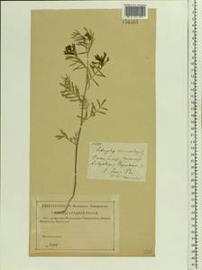 Astragalus arenarius L., Eastern Europe, Central region (E4) (Russia)