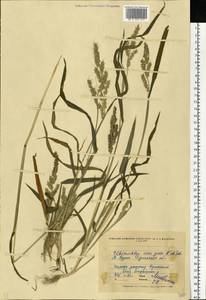 Echinochloa crus-galli (L.) P.Beauv., Eastern Europe, North Ukrainian region (E11) (Ukraine)