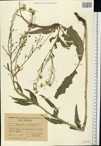 Bunias orientalis L., Eastern Europe, Moldova (E13a) (Moldova)