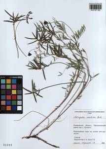 KUZ 001 462, Astragalus ceratoides M. Bieb., Siberia, Altai & Sayany Mountains (S2) (Russia)
