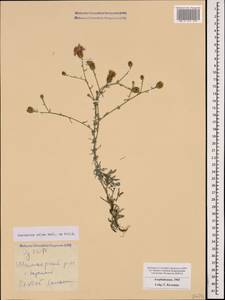 Centaurea ovina Pall. ex Willd., Caucasus, Azerbaijan (K6) (Azerbaijan)