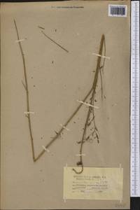 Mimosa quadrivalvis var. angustata (Torr. & A.Gray)Barneby, America (AMER) (United States)