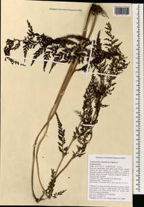 Odontosoria chinensis subsp. chinensis, South Asia, South Asia (Asia outside ex-Soviet states and Mongolia) (ASIA) (Vietnam)