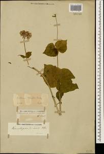 Valeriana alliariifolia Adams, Caucasus, Stavropol Krai, Karachay-Cherkessia & Kabardino-Balkaria (K1b) (Russia)