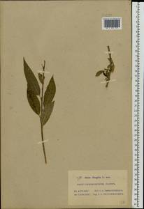 Salix fragilis L., Eastern Europe, Moscow region (E4a) (Russia)