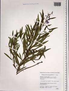 Chamaenerion angustifolium, Siberia, Baikal & Transbaikal region (S4) (Russia)